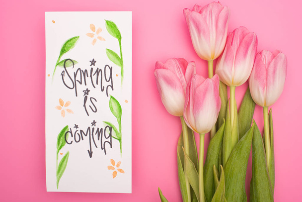 Top view of tulips and card with spring is coming lettering on pink background - Photo, Image
