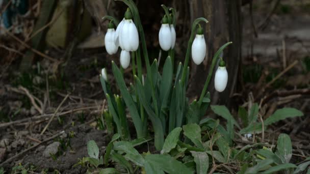 Small white spring flowers snowdrop or common snowdrop Galanthus nivalis is spring symbols. On backyard or in garden. Early spring bloom. Swinging on wind. Selective focus. Close-up. - Video