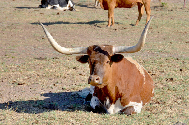 Техасский лонгхорн - порода крупного рогатого скота, известная своими характерными рогами, которые могут простираться до 7 футов (2,1 м) наконечник для кончиков для быков и исключительных коров. - Фото, изображение