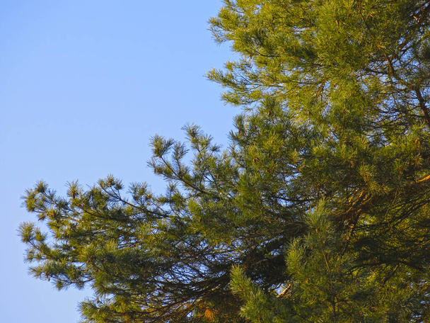 branches of a fluffy pine tree against the blue sky - Photo, Image