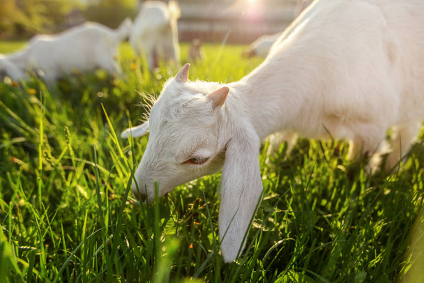 Goat kid grazing on fresh meadow grass. Wide angle close photo, with strong back light. - Fotografie, Obrázek