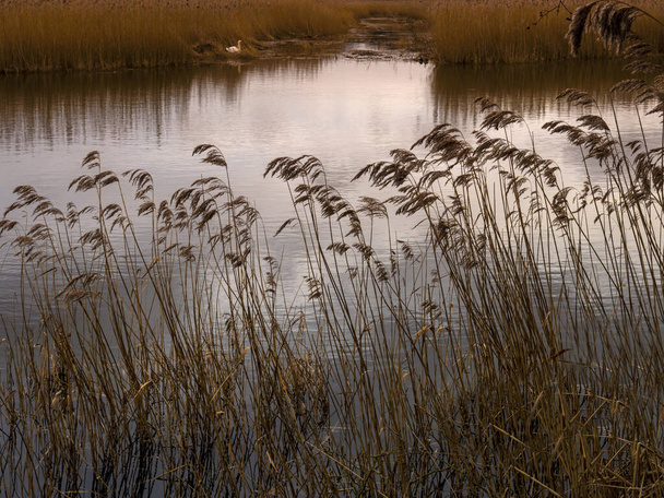 Reeds at Far Ings Nature Reserve, Lincolnshire, England - Fotografie, Obrázek