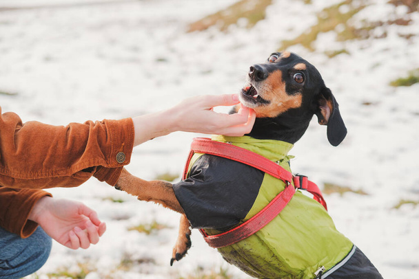 Funny dachshund at a walk in park. Portrait of a dog in raincoat outdoors in winter or early spring - 写真・画像