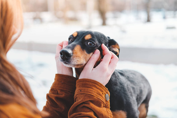 Woman holding a dachshund in her hands. Loving dogs concept: enjoying free time at a walk outdoors - Foto, immagini