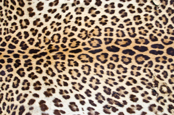 Piel de leopardo
 - Foto, imagen