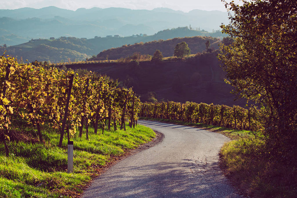 Slovenian and Austrian wine road - Foto, Imagen