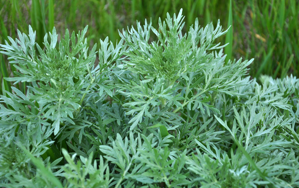 Горькая полынь (Artemisia absinthium) куст растет в дикой природе - Фото, изображение