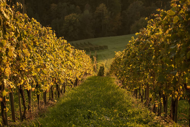 Vineyards row in Slovenia - Photo, image