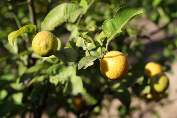 bogate zbiory pomarańczy i mandarynek w sadzie cytrusowym na północy Izraela  - Zdjęcie, obraz