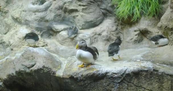 Inca stern vogels biologie in aquarium. - Video