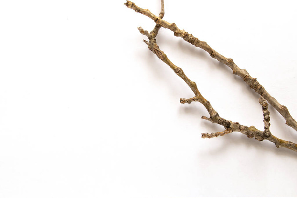 ξερό κλαδί από δέντρο σε λευκό φόντο - Φωτογραφία, εικόνα