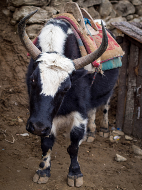 hybridní Jaka a domácí dobytek na everest základní tábor trek v Nepálu - Fotografie, Obrázek