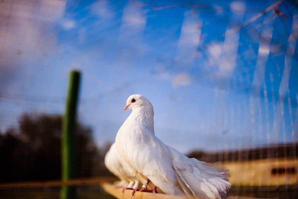 Racing pigeon comes home.Portrait of birds. - Photo, Image