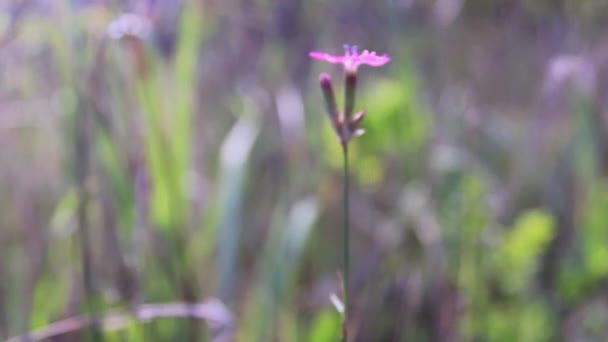 背景をぼかした写真上の孤独な花。ドリー ショット - 映像、動画