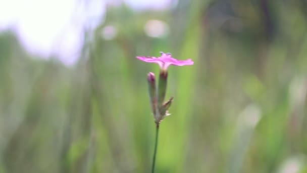 eenzame bloem van op de onscherpe achtergrond. focus wijzigen - Video