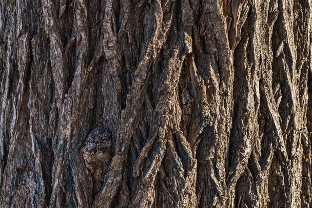 Bark texture of an Ulmus Pumila tree commonly known as Siberian Elm - Fotoğraf, Görsel