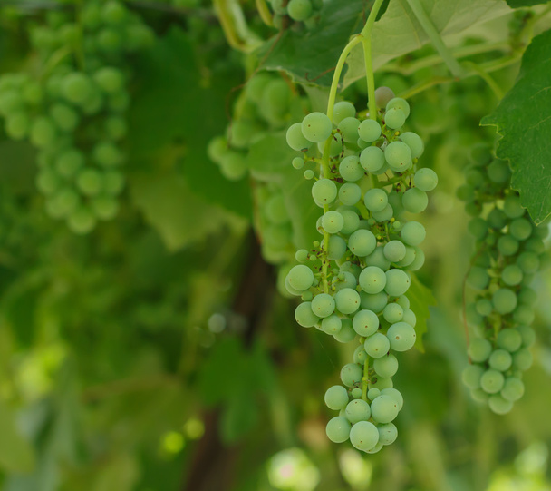 bunch of white grapes - Photo, image