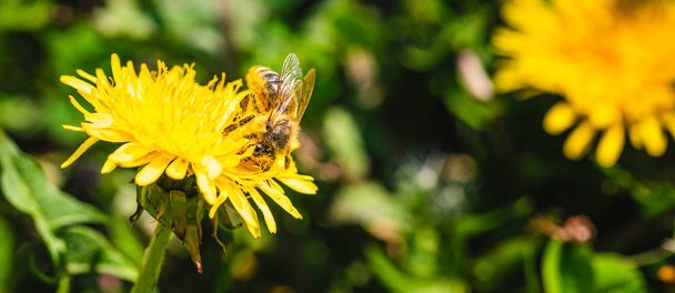 Abeille à miel couverte de pollen jaune recueillant le nectar de la fleur de pissenlit. Important pour la durabilité de l'écologie environnementale. Espace de copie
 - Photo, image