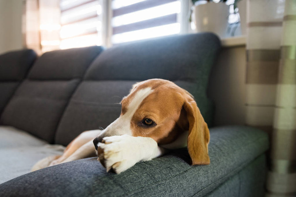 Cane beagle addormentato sul divano. Giornata pigra sul divano. Sfondo cane
 - Foto, immagini