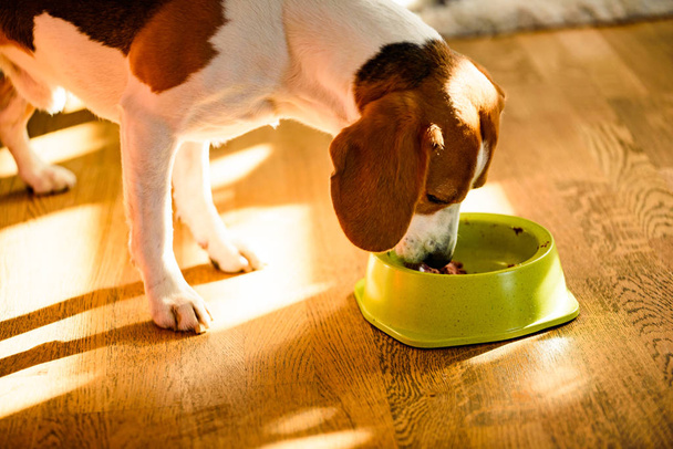 Köpek av köpeği parlak iç mekanda kaseden konserve yiyecekler yiyor. Köpek maması konsepti. - Fotoğraf, Görsel