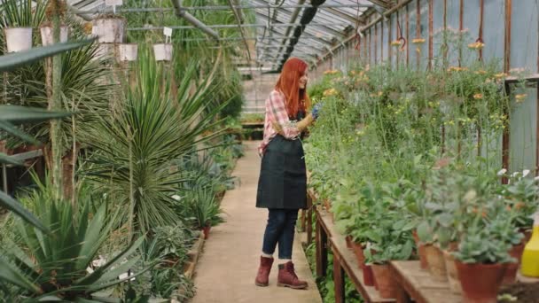 In a large industrial flower greenhouse with a decorative plants gardener woman in the morning start the work with love she smelling the flower and plants start to take care of them - Video, Çekim