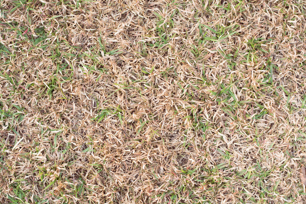 Суха трава як фон
 - Фото, зображення