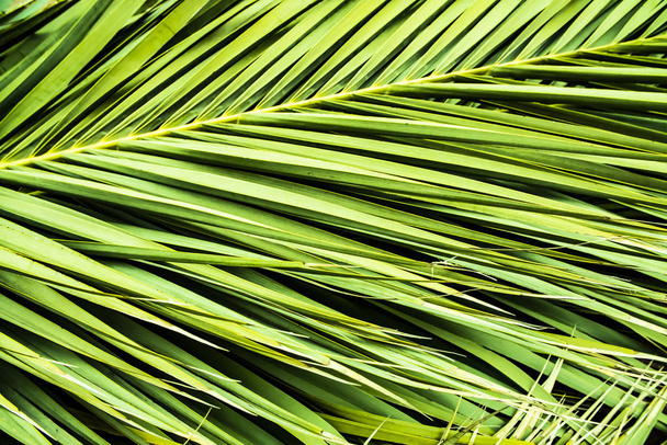tropical palm leaves, jungle leaf floral background - Photo, Image