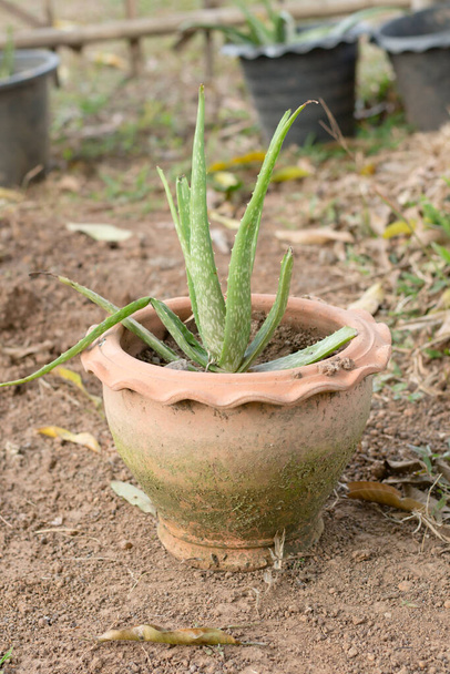 Aloes vera jest ziołem, które może leczyć oparzenia i jest składnikiem wielu kosmetyków - Zdjęcie, obraz