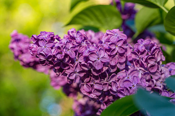 Belo bando de lilás de perto. Lilac Floração. Lilac Bush Bloom.  - Foto, Imagem