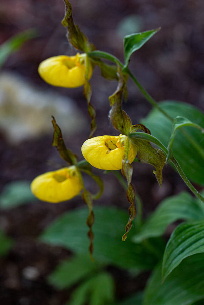 Lady's Slipper Orchid (Cypripedium calceolus) in park - Photo, Image