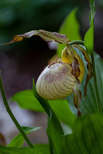 Lady's Slipper Orchid (Cypripedium calceolus) in park - Photo, Image