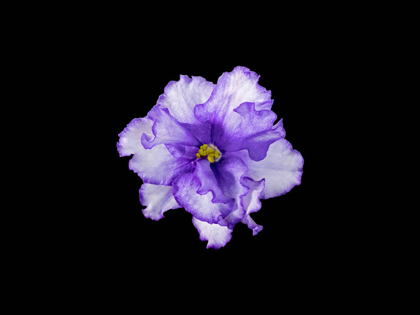 Uzambara Violet, Hybrid, Half-Double, White-Violet Flower, Κοντινό πλάνο, Macro Φωτογραφία, Απομονωμένη σε μαύρο φόντο - Φωτογραφία, εικόνα