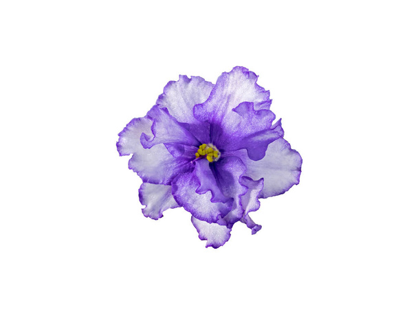 Uzambara Violet, hibrid, félig dupla, fehér-ibolya virág, közelkép, makrofotográfia, elszigetelt fehér háttér - Fotó, kép