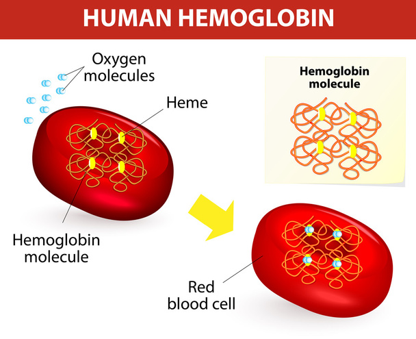 Estructura de la hemoglobina humana
 - Vector, Imagen