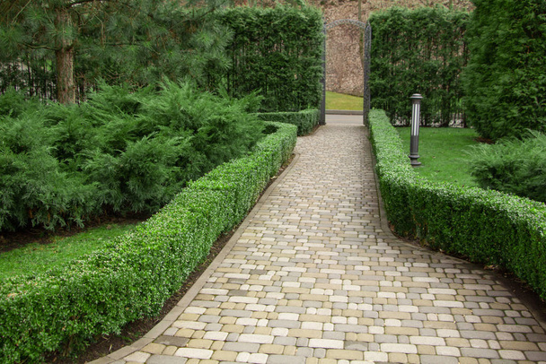 Buxus sempervirens boxwood, prostokątne krzewy, obok szarego chodnika w klasycznym angielskim ogrodzie. - Zdjęcie, obraz