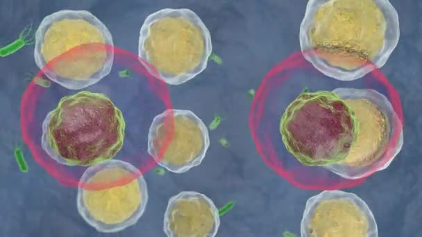 3D анімація життєдіяльності клітин організму та їх злиття
. - Кадри, відео