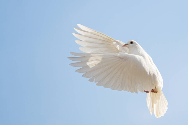 biały święty gołąb lata na niebieskim niebie - Zdjęcie, obraz