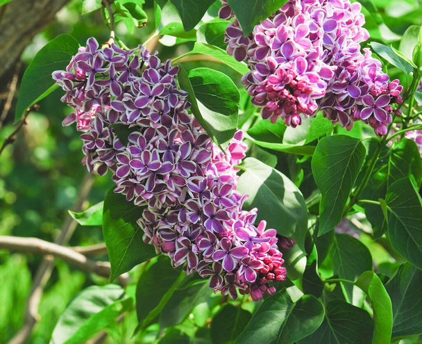 Blooming varietal selection two-tone lilac (Syringa). The Sort Of "Sensation" - Zdjęcie, obraz