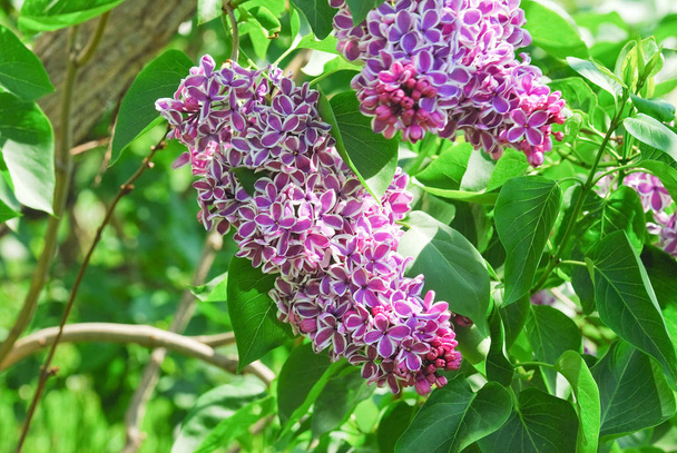 Blooming varietal selection two-tone lilac (Syringa). The Sort Of "Sensation" - Фото, изображение