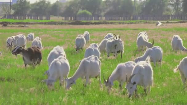 goats graze on a green meadow. - Footage, Video