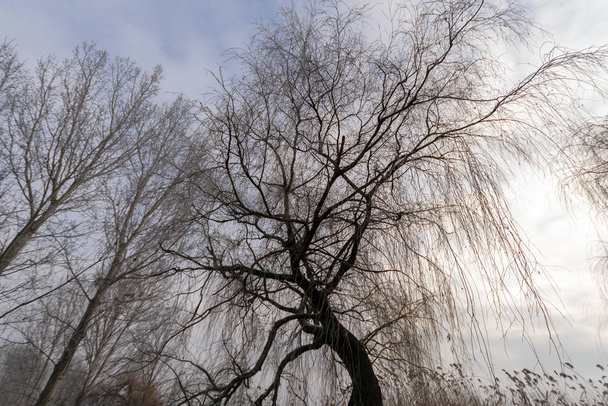 Macar kırsalında kış ağaçları. - Fotoğraf, Görsel