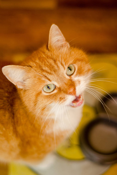 Éhes dühös vörös macska kér ételt, áll felett üres lemez és kiabál, hogy miau - Fotó, kép
