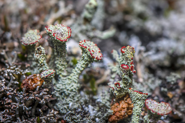 Lichen Cladonia coccifera. Grün-Rot. Selektiver Fokus. Foto aus dem Norden Norwegens an der Küste - in der Nähe von Tromsö. - Foto, Bild