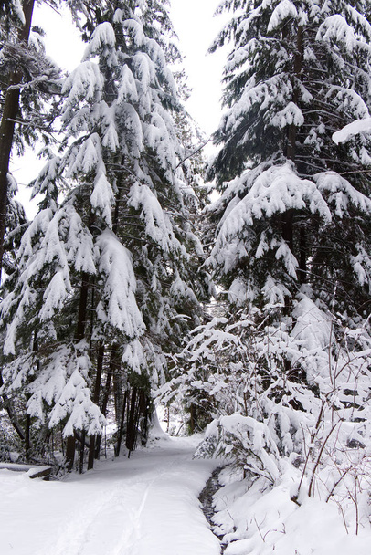 Widok Beaver Lake Trail pokryte śniegiem z sosnami w tle. Zimowy krajobraz podczas burzy śnieżnej w Vancouver. - Zdjęcie, obraz