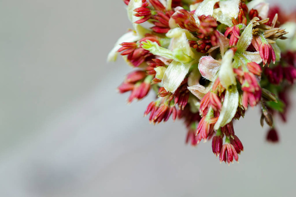 Acer negundo, Box elder, boxelder, ash-leaved and maple ash, Manitoba, elf, ashleaf maple male inflorescences and flowers on branch outdoor. Spring day - Photo, Image