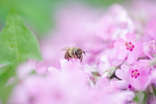 Μέλισσα συλλέγει νέκταρ και γύρη από Phlox subulata, σέρνεται phlox, βρύα phlox, βρύα ροζ, ή βουνό phlox. Φυτό μελιού το καλοκαίρι σε αλπικό παρτέρι. Επιλεκτική εστίαση - Φωτογραφία, εικόνα