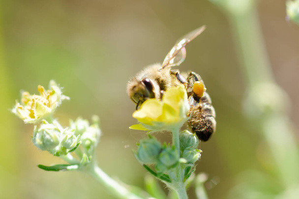 Mehiläinen kerää nektaria Potentilla erecta, Tormentilla, Potentilla laeta, tormentil, septfoil tai pystyssä cinquefoil. Hunajakasvi. Luonnollinen tausta. Kesäkonsepti Valikoiva painopiste - Valokuva, kuva
