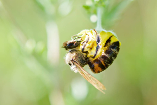 abeille recueille le nectar de Potentilla erecta, Tormentilla, Potentilla laeta, tormentil, septfoil ou ériger cinquefoil. Honey Plant. Contexte naturel. Concept d'été. - Photo, image