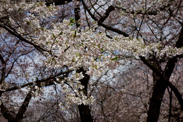Елегантний і елегантний на початку весни, вишневе цвітіння розкішно розквітає
 - Фото, зображення