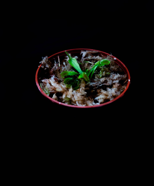 carnivorous plants on black background - Valokuva, kuva